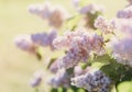 Blooming pink lilac bush at spring time with sunlight. Blossoming pink and violet lilac flowers. Spring season, nature Royalty Free Stock Photo