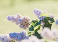 Blooming pink lilac bush at spring time with sunlight. Blossoming pink and violet lilac flowers. Spring season, nature Royalty Free Stock Photo