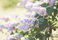 Blooming pink lilac bush at spring time with sunlight. Blossoming pink and violet lilac flowers. Spring season, nature