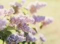 Blooming pink lilac bush at spring time with sunlight. Blossoming pink and violet lilac flowers. Spring season, nature