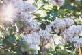 Blooming pink lilac bush at spring time with sunlight. Blossoming pink and violet lilac flowers. Spring season, nature Royalty Free Stock Photo