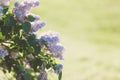 Blooming pink lilac bush at spring time with sunlight. Blossoming pink and violet lilac flowers. Spring season, nature Royalty Free Stock Photo