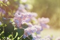 Blooming pink lilac bush at spring time with sunlight. Blossoming pink and violet lilac flowers. Spring season, nature Royalty Free Stock Photo