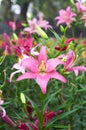 Blooming pink lily in field Royalty Free Stock Photo