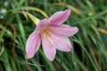 Blooming pink lily flower in garden, closeup