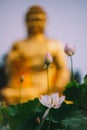 Blooming pink lotus in the background of golden Buddha. Royalty Free Stock Photo