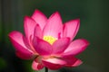 The blooming pink lotus flower Royalty Free Stock Photo