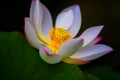 A blooming pink lotus flower Royalty Free Stock Photo