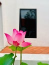 Blooming pink lotus flower and green leaves on glass window and white wall in courtyard garden Royalty Free Stock Photo