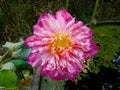 Blooming pink lotus flower Royalty Free Stock Photo