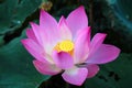 Blooming pink lotus flower or Nelumbo nucifera in the pond. It known as Indian lotus, sacred lotus. Royalty Free Stock Photo