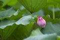 A blooming pink lotus flower