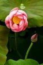 Blooming pink Lotus Flower and Small lotus Bud, Backdrop has a drops of water on the lotus leaf