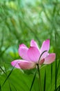 Blooming pink lotus flower  in summer Royalty Free Stock Photo