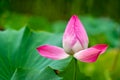 Blooming pink lotus flower  in summer Royalty Free Stock Photo