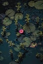 Blooming pink lotus flower surrounded by pads on lake Royalty Free Stock Photo