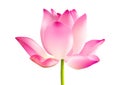 Blooming pink lotus flower on white background vector illustration