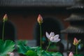 Blooming pink lotus flowers against a blurred backdrop of temple architecture.