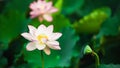 Blooming pink lotus,fresh morning with flower in the river,nature background
