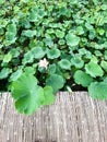 Blooming pink lotus, green leaves, bamboo walkway Royalty Free Stock Photo