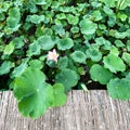 Blooming pink lotus, green leaves, bamboo walkway Royalty Free Stock Photo