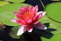 Blooming Pink Lotus Royalty Free Stock Photo