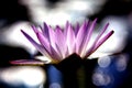 A blooming pink lotus in the pond in summer is very outstanding