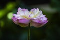 A blooming pink lotus in the pool Royalty Free Stock Photo