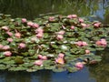 Many Pink Lotuses