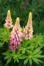 Blooming pink lupines Royalty Free Stock Photo