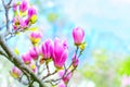 Blooming Pink Magnolia Buds in a Garden Royalty Free Stock Photo