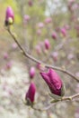 Blooming pink magnolia buds in springtime Royalty Free Stock Photo