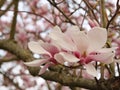 Blooming pink magnolia buds on tree branches in spring Royalty Free Stock Photo