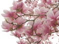 Blooming pink magnolia buds on tree branches in spring Royalty Free Stock Photo