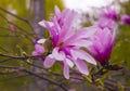 Blooming pink Magnolia flower in a park Royalty Free Stock Photo
