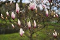 Blooming pink magnolia flowers in the park during early spring. Royalty Free Stock Photo