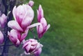 Blooming pink magnolia (Magnolia liliflora) close-up. Floral spring background