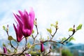 Blooming pink magnolia (Magnolia liliflora) against the sky. Floral spring background