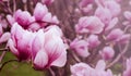 Blooming pink magnolia (Magnolia liliflora) close-up. Floral spring background