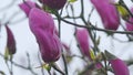 Blooming Pink Magnolia In The Park. Blooming Pink Magnolia On A Blurred Background.