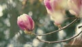 Blooming Pink Magnolia Tree In Garden During Springtime. Magnoliaceae.