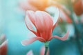 Blooming pink magnolia tree