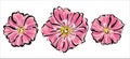 Blooming pink mallow flowers, set. Stylish sketch of hand-drawn ink and colored pastels.