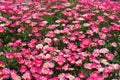 Blooming Pink Marguerite daisy or Paris daisy of Argyranthemum frutescens in Ba na hills garden , danang , vietnam Royalty Free Stock Photo