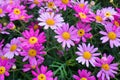 Blooming Pink Marguerite daisy or Paris daisy of Argyranthemum frutescens in Ba na hills garden , danang , vietnam Royalty Free Stock Photo