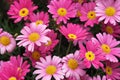 Blooming Pink Marguerite daisy or Paris daisy of Argyranthemum frutescens in Ba na hills garden , danang , vietnam