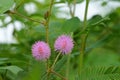 Blooming pink mimosa pudica flower. Sensitive plant Royalty Free Stock Photo