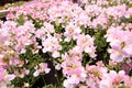 Blooming pink Nemesia Royalty Free Stock Photo