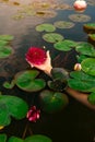 Blooming pink nymphaea bud in hand in the pond. Water lily flower in lake Royalty Free Stock Photo