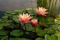 Blooming pink nymphaea bud in the pond. Water lily flower in lake Royalty Free Stock Photo